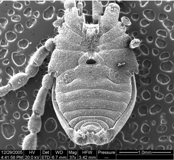 Media type: image;   Invertebrate Zoology 134654
